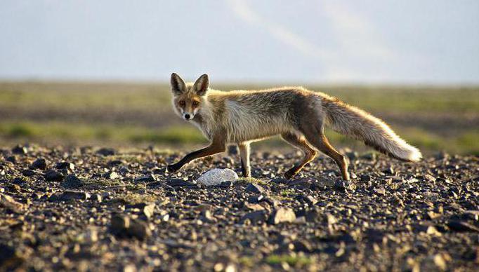 Altyn Emel Nature Park 