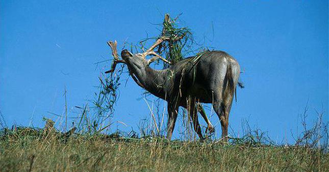 cervo di una specie di cervo