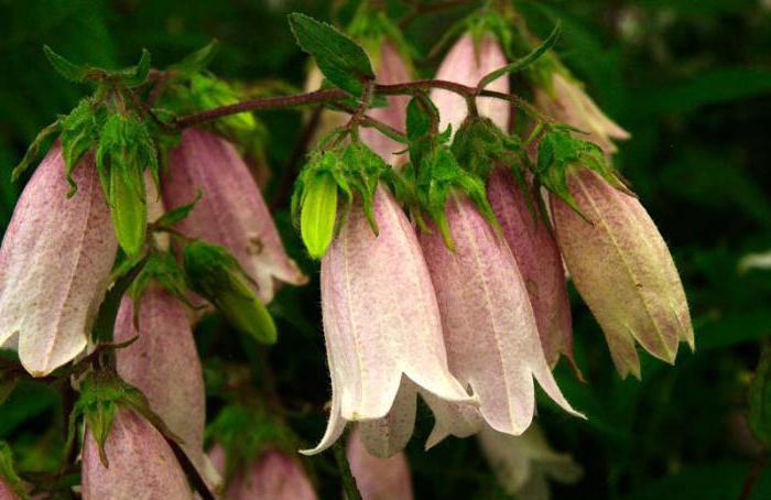 fiori selvaggi simili a campane