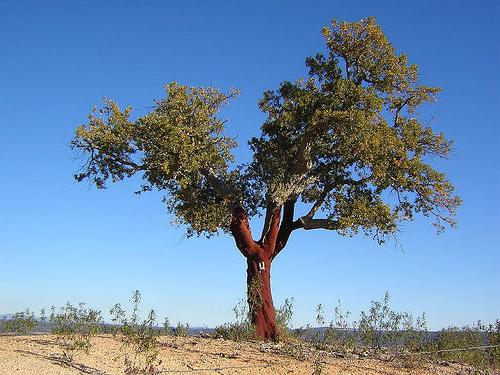 Albero di sughero: una vita vegetale unica