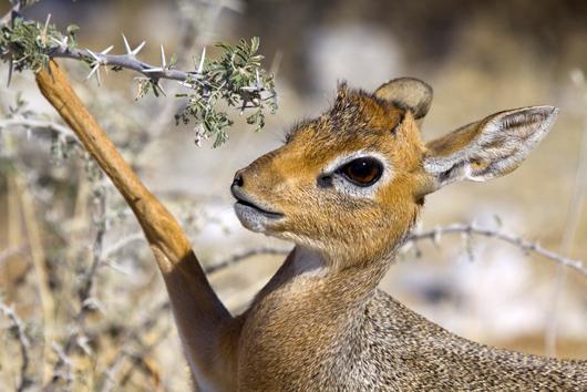 Antilope Wild Dick