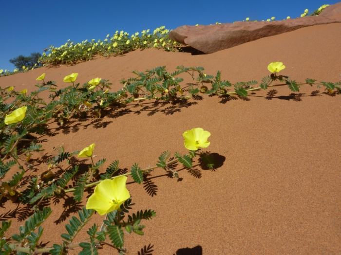 fiori del deserto