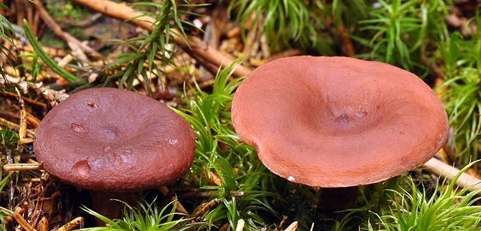 Funghi commestibili: funghi falsi