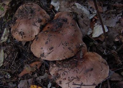 Mushroom Tricholoma Populinum