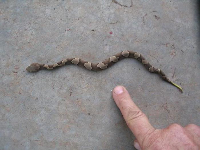 Shtomurtnik ordinario: habitat, abitudini di serpente