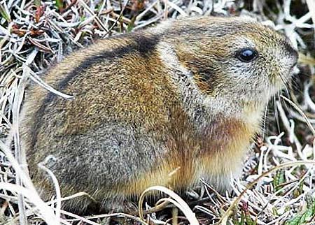 lemming nella tundra