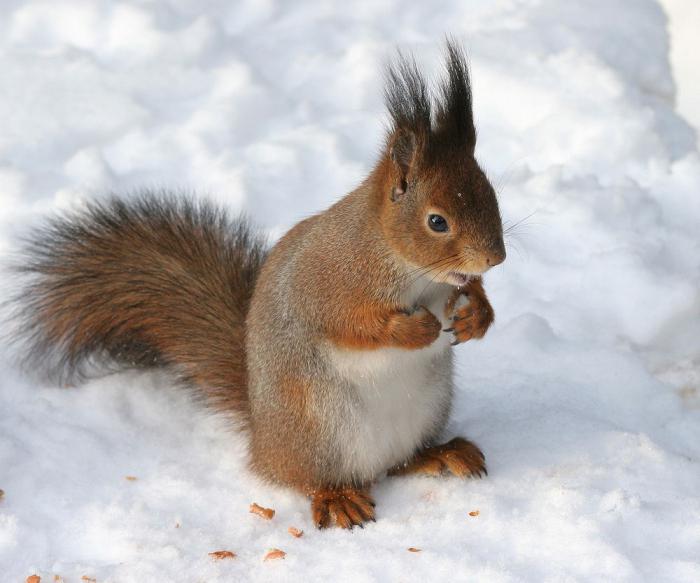 cosa mangiano gli scoiattoli in inverno