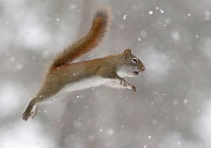 Impariamo come fare le proteine ​​invernali