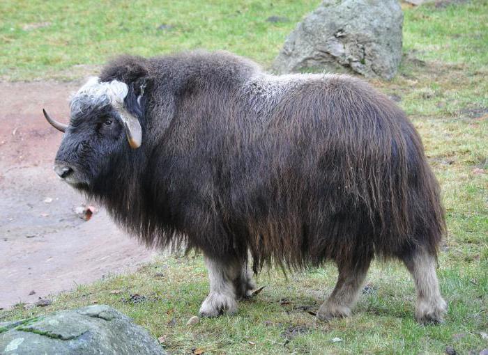 Scopri quale animale ha il cappotto più spesso