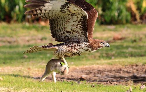 Aspetto e nome degli uccelli rapaci