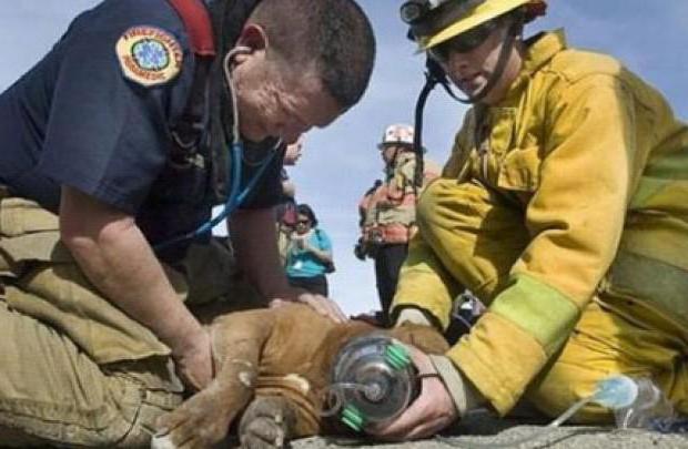 Protezione degli animali in Russia: fondi, stato e sostegno pubblico. Salvezza degli animali: storie vere