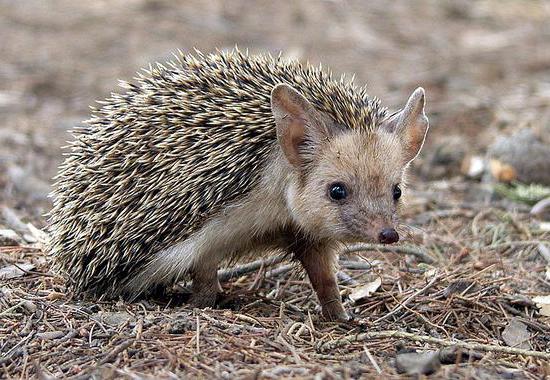 animali di Bashkortostan