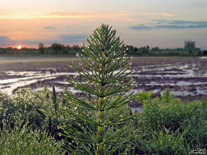 L'importanza degli equiseti nella vita umana, il loro ruolo nella natura