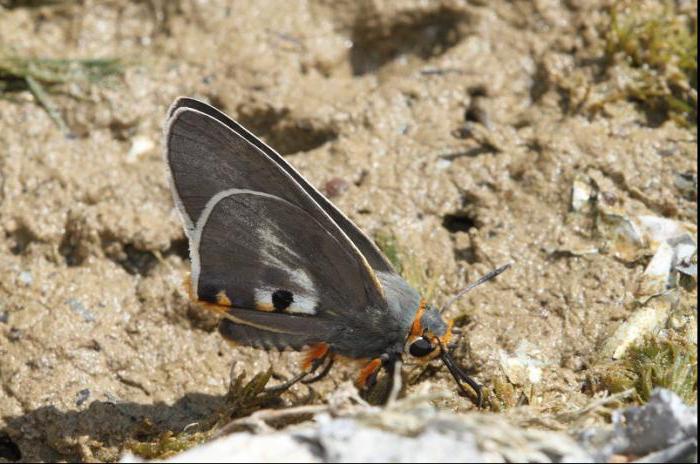 Diversità biologica Cosa include l'ambiente aria-terrestre?