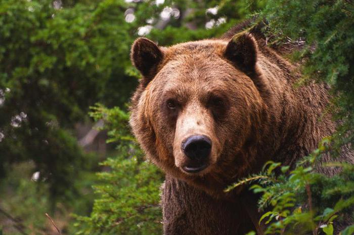 Che cosa significa "l'orso nel tuo orecchio è arrivato", chi intendi?