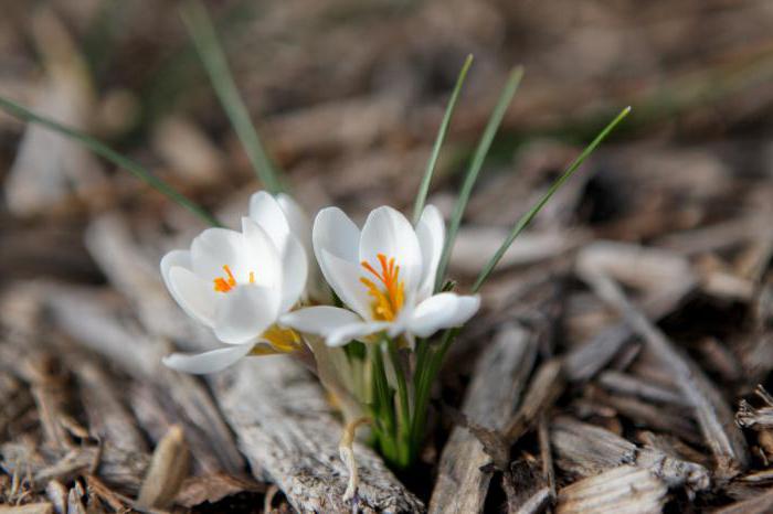 il risveglio della natura in primavera