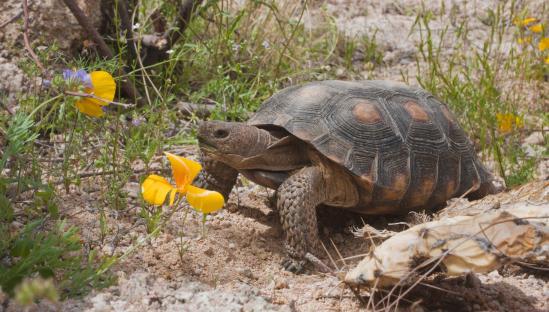 Quali animali volarono per la prima volta intorno alla luna, o la storia di bambini coraggiosi