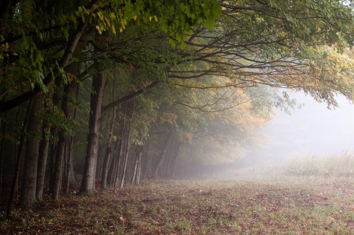 Il significato materiale e spirituale della foresta per l'antico popolo russo