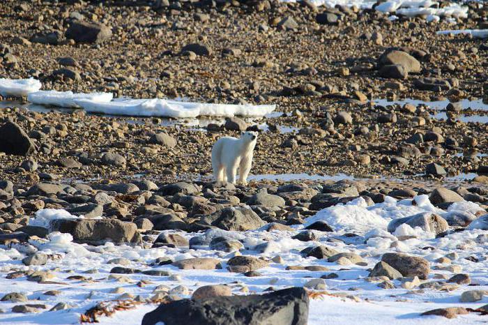 l'habitat di un orso polare