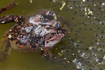 La riproduzione è biologia di cosa si tratta? Definizione ed esempi di riproduzione in natura