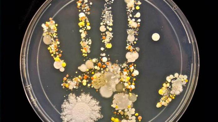 I fatti più interessanti sui batteri: una recensione, una descrizione e tipi