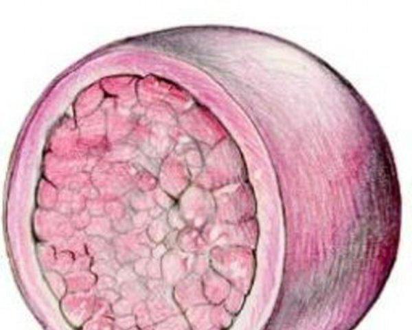 funzione lisosoma in una cellula