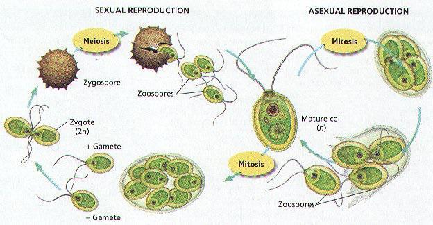 Caratteristiche strutturali e struttura delle chlamydomonas