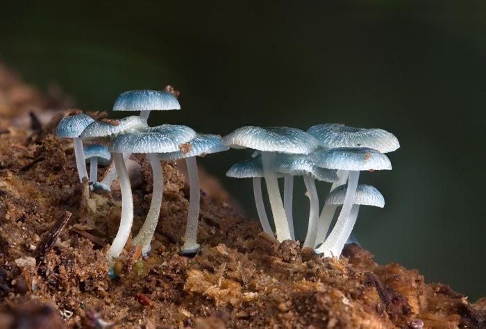 Biologia interessante. Perché funghi e batteri sono chiamati distruttori?