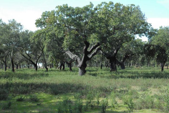 Foreste e arbusti duri e sempreverdi: geografia, flora e fauna