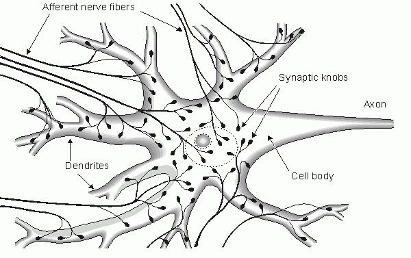 l'importanza del sistema nervoso per il corpo 