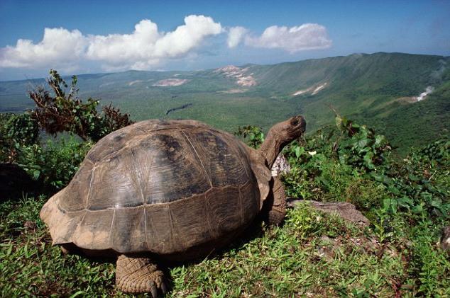 L'imbuto delle Galapagos. Punto di riferimento pericoloso dell'arcipelago