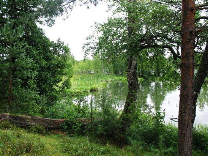 Lago Gusinoye, quartiere Priozersky - un luogo ideale per rilassarsi