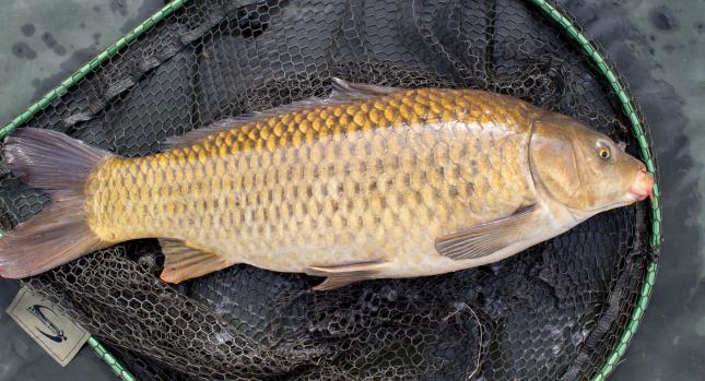 Lago Utkul (territorio di Altai) - un luogo per la pesca e la ricreazione della famiglia