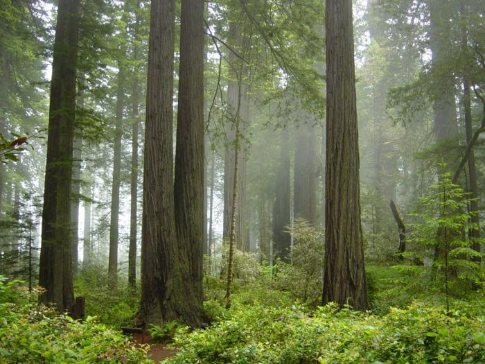 Redwood National Park