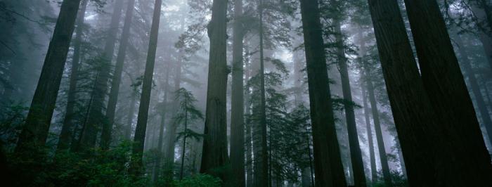 Sequoia california