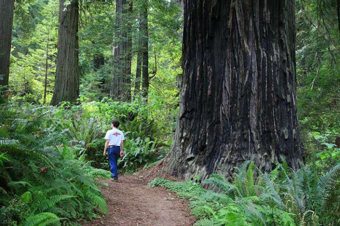 Redwood Stati Uniti