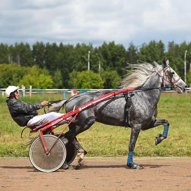 Ippodromo di Novosibirsk