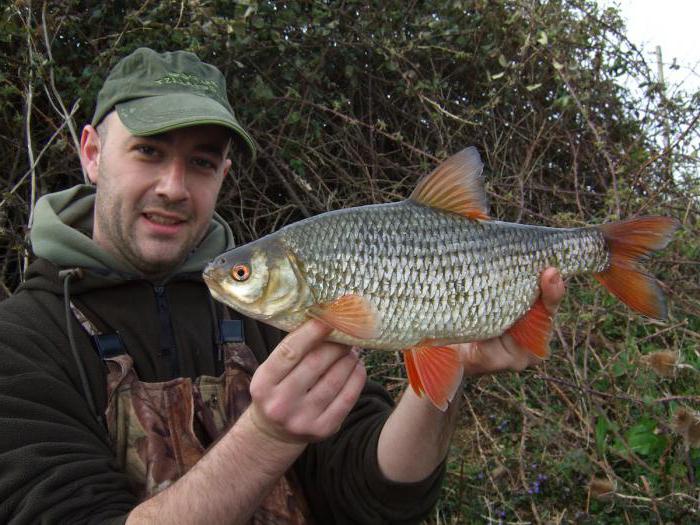 Pesca nel Mar d'Azov: caratteristiche, curiosità e raccomandazioni