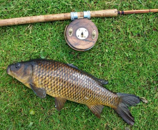 Pesca: carpa. Perché prendere questo trofeo tanto ambito?