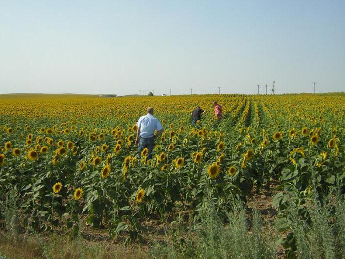 tipi di terreni agricoli di uso consentito