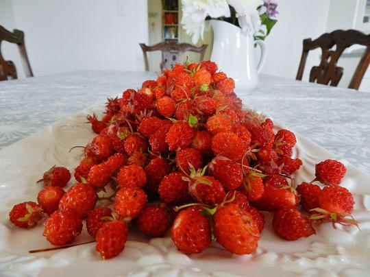 della foresta di fragole utile