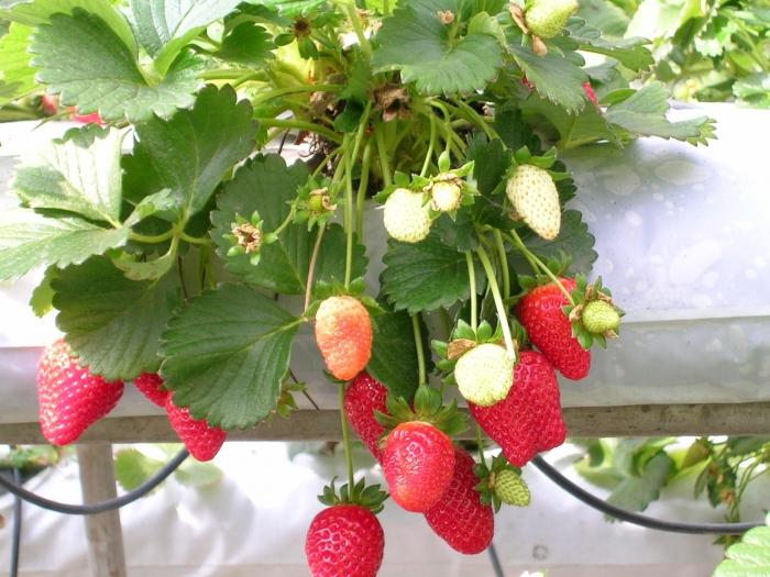 proprietà medicinali della foresta della fragola