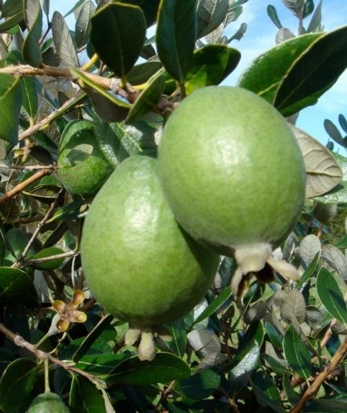 Feijoa proprietà utili e controindicazioni