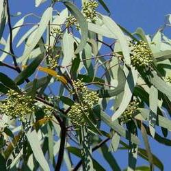 Eucalyptus. Le proprietà curative di un albero unico
