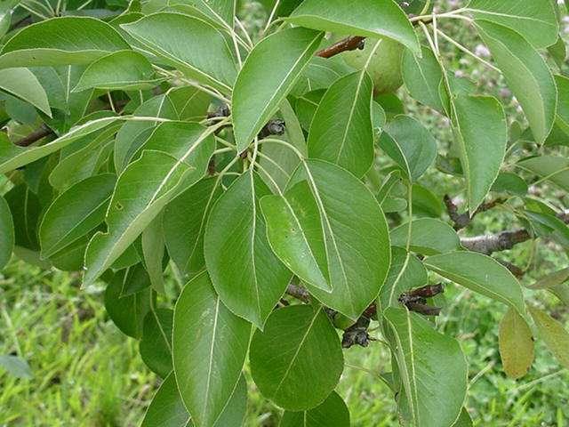 foglie di pera proprietà utili