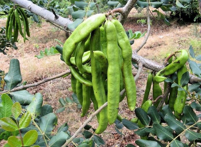 Quali sono le proprietà della carruba? Proprietà utili del frutto della pianta