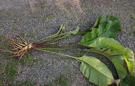 le radici di Elecampane