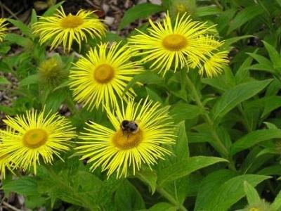 radice di elecampane con un ritardo delle mestruazioni