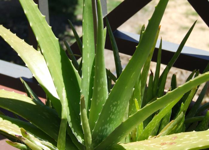 Trattamento di emorroidi da una barriera corallina