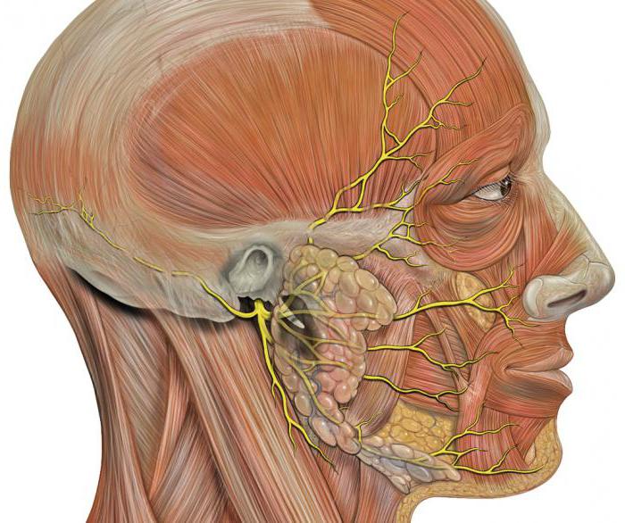 Nervo facciale: anatomia, modello, struttura, funzioni e caratteristiche